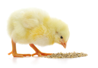 //5nrorwxhomnorik.leadongcdn.com/cloud/jpBqnKmmSRikjrlqlrko/chick-feeds.jpg