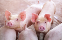 //5nrorwxhomnorik.leadongcdn.com/cloud/loBqnKmmSRmjiqrrojkq/Tryptophan-piglet.png
