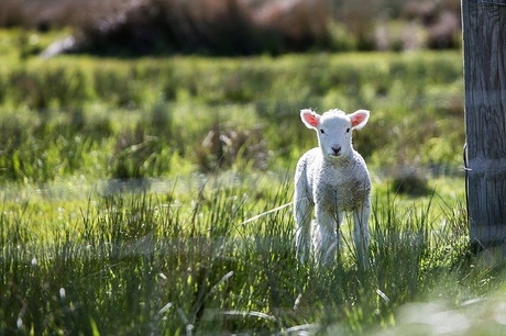 lamb-1081950_640.jpg